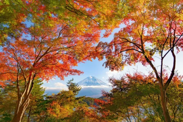 Trọn bộ kinh nghiệm du lịch Lễ hội Fuji Kawaguchiko 2025 Lễ hội Fuji Kawaguchiko