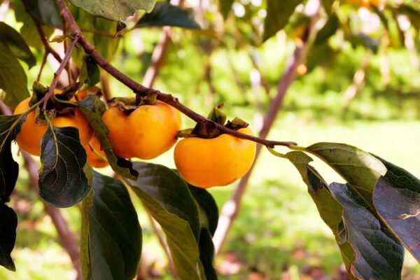 Hồng Giòn Nhật Bản: Giống Fuyu – Tuyệt Phẩm Mùa Thu Giòn Tan và Thanh Ngọt Hồng Giòn Nhật Bản