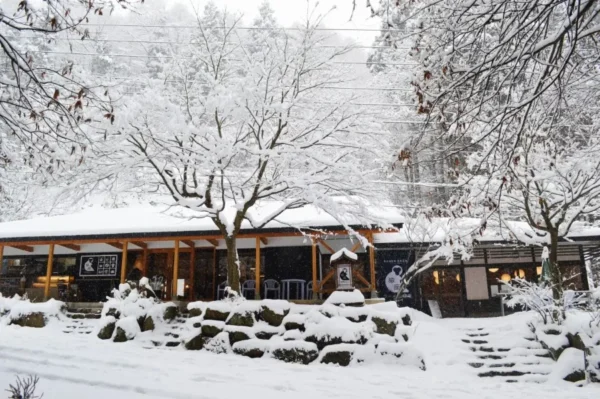 Trải Nghiệm Độc Nhất Vô Nhị Với Snow Monkeys