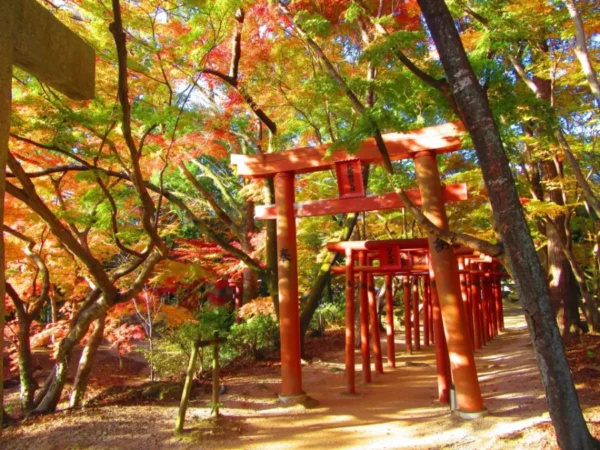 khám phá 11 địa điểm săn lá đỏ muộn Kyushu