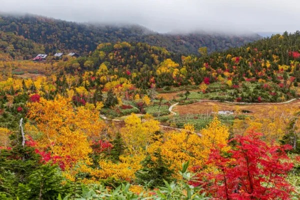 khám phá 11 địa điểm săn lá đỏ muộn Kyushu