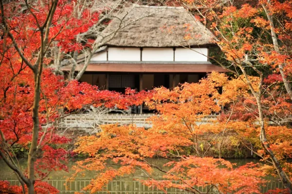 khám phá 11 địa điểm săn lá đỏ muộn Kyushu