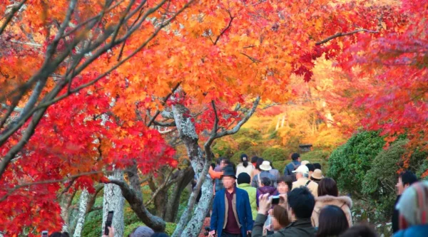 khám phá 11 địa điểm săn lá đỏ muộn Kyushu