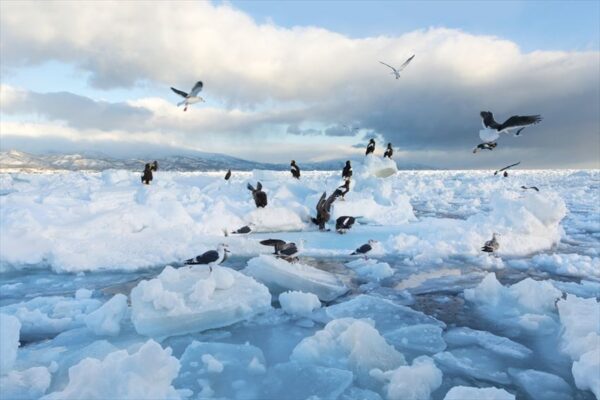 Ryuhyo Cruise: Hành Trình "Phá Băng" Độc Nhất Vô Nhị tại Hokkaido