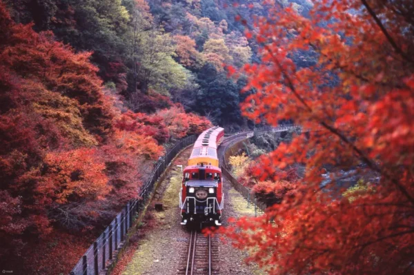 Sagano Romantic Train: Hành trình "Săn lá đỏ" tại hẻm núi lãng mạn nhất Kyoto
