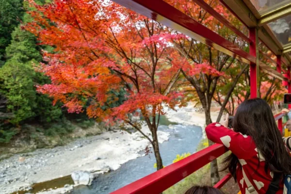Sagano Romantic Train: Hành trình "Săn lá đỏ" tại hẻm núi lãng mạn nhất Kyoto