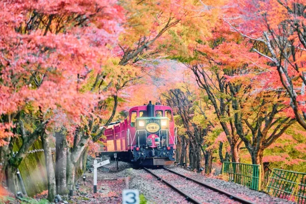 Sagano Romantic Train: Hành trình "Săn lá đỏ" tại hẻm núi lãng mạn nhất Kyoto