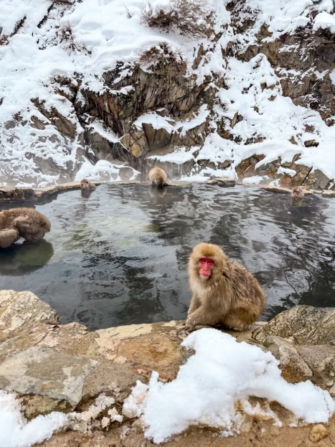 Trải Nghiệm Độc Nhất Vô Nhị Với Snow Monkeys
