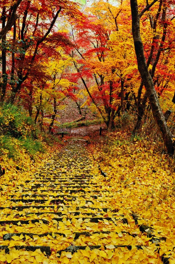 khám phá 11 địa điểm săn lá đỏ muộn Kyushu