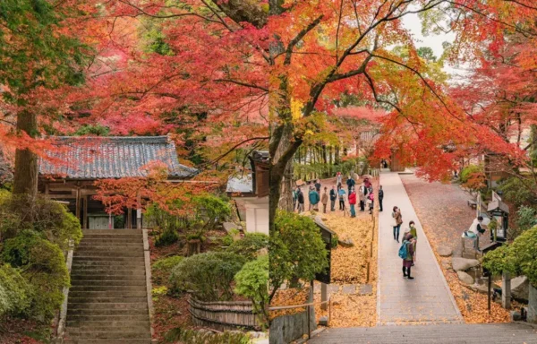 khám phá 11 địa điểm săn lá đỏ muộn Kyushu