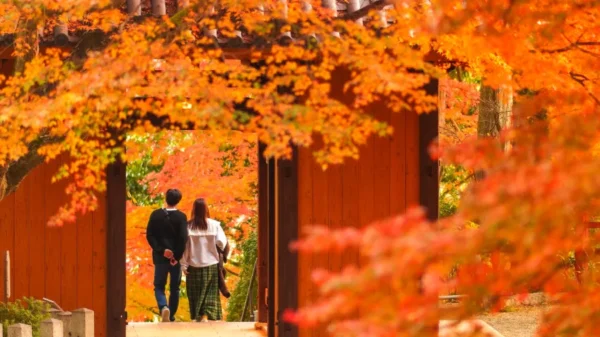 khám phá 11 địa điểm săn lá đỏ muộn Kyushu