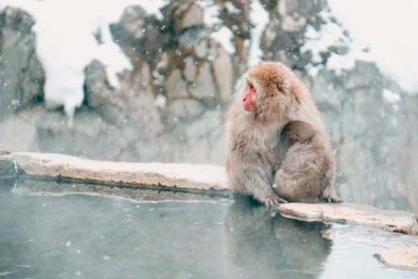 Trải Nghiệm Độc Nhất Vô Nhị Với Snow Monkeys