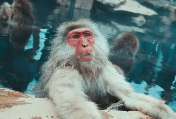 Trải Nghiệm Độc Nhất Vô Nhị Với Snow Monkeys