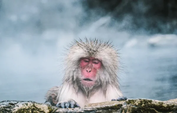 Trải Nghiệm Độc Nhất Vô Nhị Với Snow Monkeys
