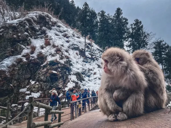 Trải Nghiệm Độc Nhất Vô Nhị Với Snow Monkeys