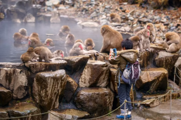 Trải Nghiệm Độc Nhất Vô Nhị Với Snow Monkeys
