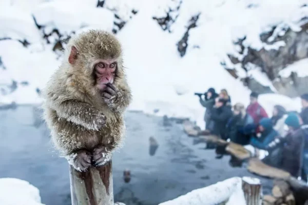 Trải Nghiệm Độc Nhất Vô Nhị Với Snow Monkeys