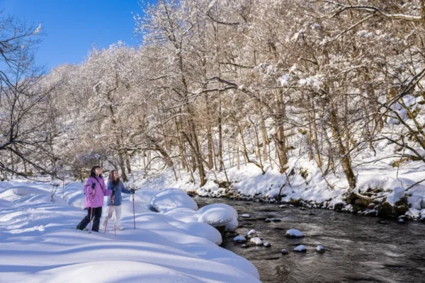 7 Cung đường đi bộ (Snowshoeing) đẹp nhất mùa đông Nhật Bản