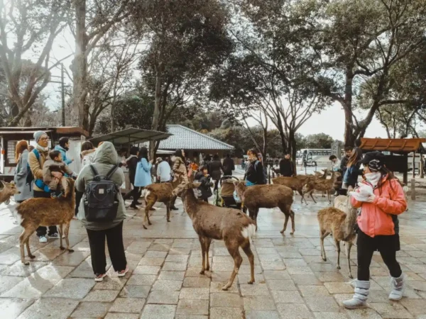 Lễ hội lửa Wakakusa Yamayaki