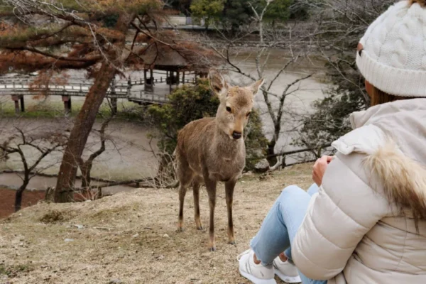 Lễ hội lửa Wakakusa Yamayaki: Tuyệt tác độc nhất vô nhị tại Nara