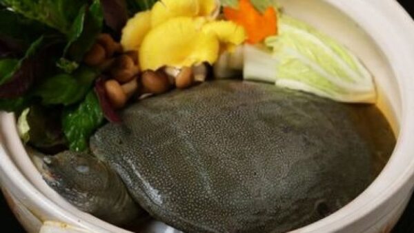 Suppon: Vị Thuốc Quý Trong Ẩm Thực Nhật Bản Suppon: Vị Thuốc Quý Trong Ẩm Thực Nhật Bản