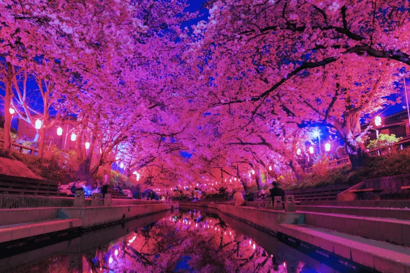Yozakura - Trải nghiệm ngắm hoa anh đào đêm tại Nhật