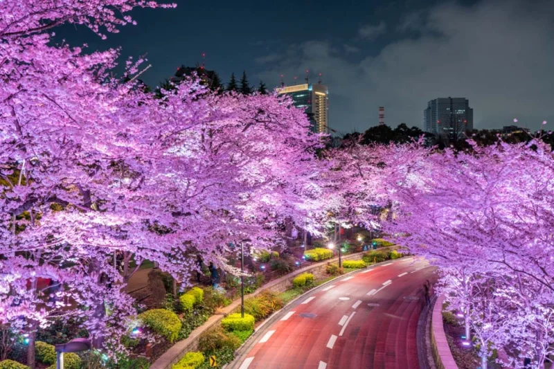 Yozakura - Trải nghiệm ngắm hoa anh đào đêm tại Nhật