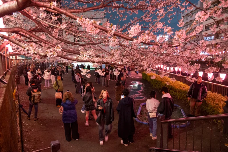 Yozakura - Trải nghiệm ngắm hoa anh đào đêm tại Nhật