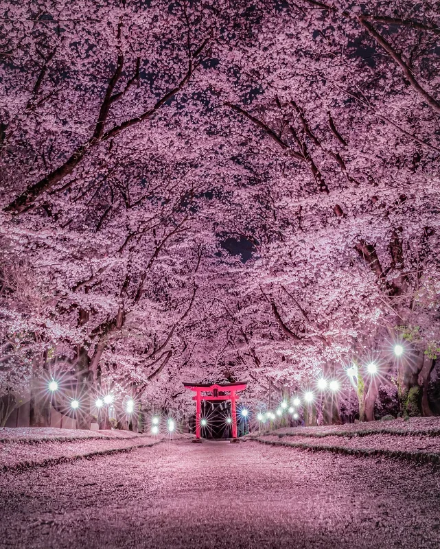 Yozakura - Trải nghiệm ngắm hoa anh đào đêm tại Nhật