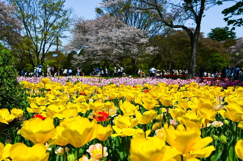 Cẩm nang sống sót qua Golden Week 2026