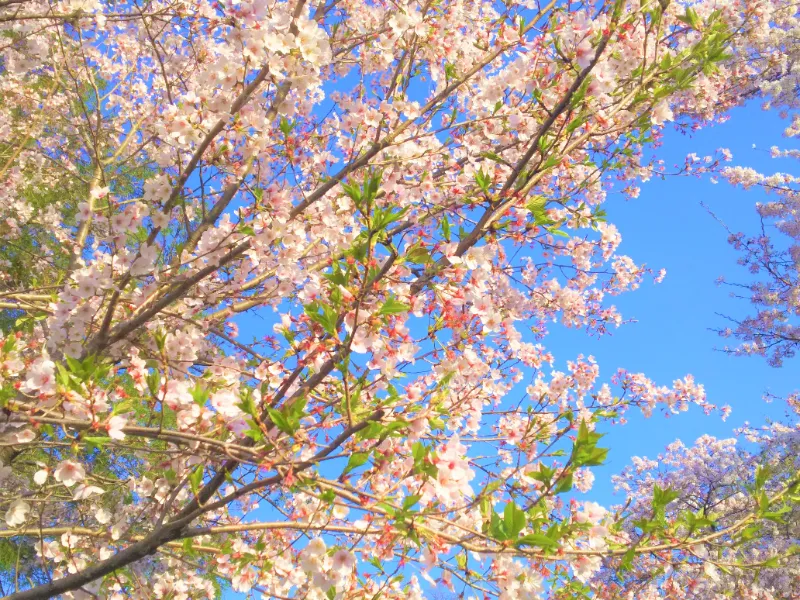 Tất tần tật về lịch nở hoa anh đào tại Nhật 2026 Tất tần tật về lịch nở hoa anh đào tại Nhật 2026