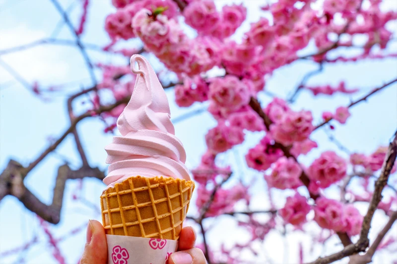 Kem Sakura - Sakura Ice Cream