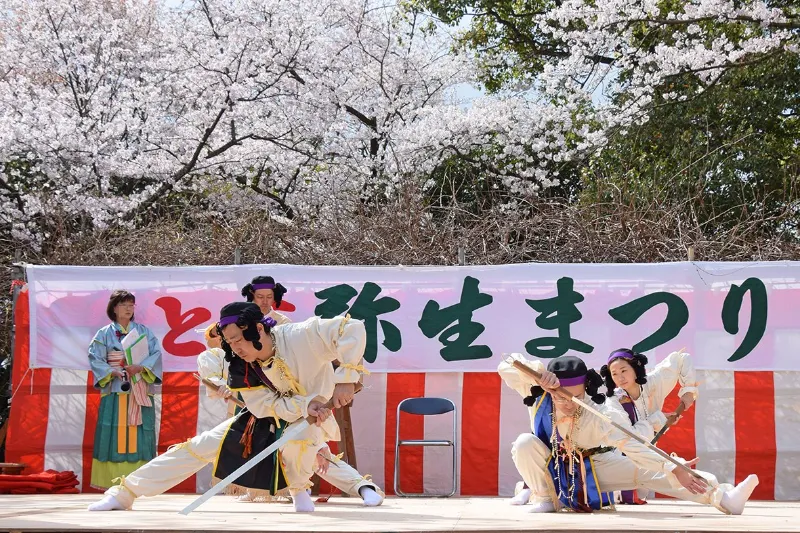 Yayoi Matsuri: Khám phá lễ hội "Cãi vã" rực rỡ sắc hồng tại Nikko