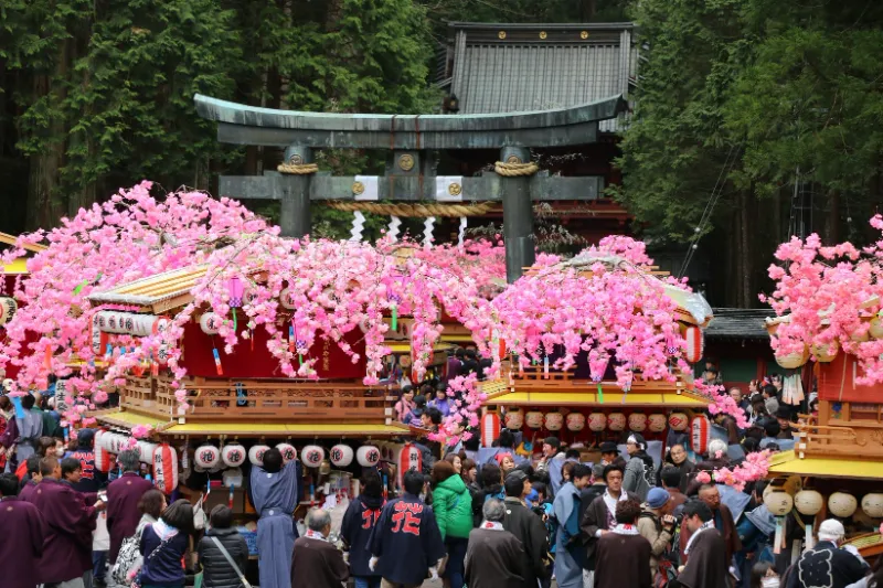 Yayoi Matsuri: Khám phá lễ hội "Cãi vã" rực rỡ sắc hồng tại Nikko