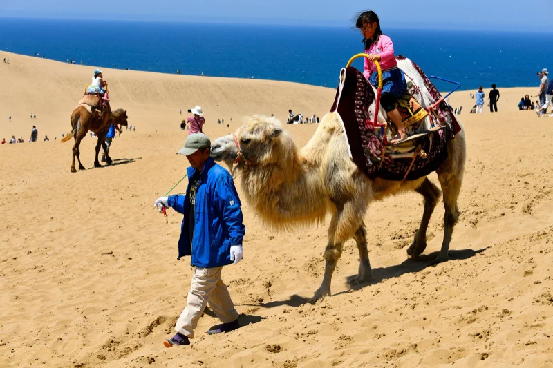 Tottori Sand Dunes: Sa Mạc Thu Nhỏ Giữa Lòng Nhật Bản