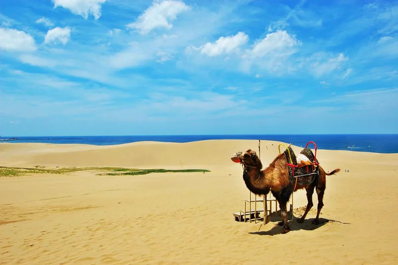 Tottori Sand Dunes: Sa Mạc Thu Nhỏ Giữa Lòng Nhật Bản
