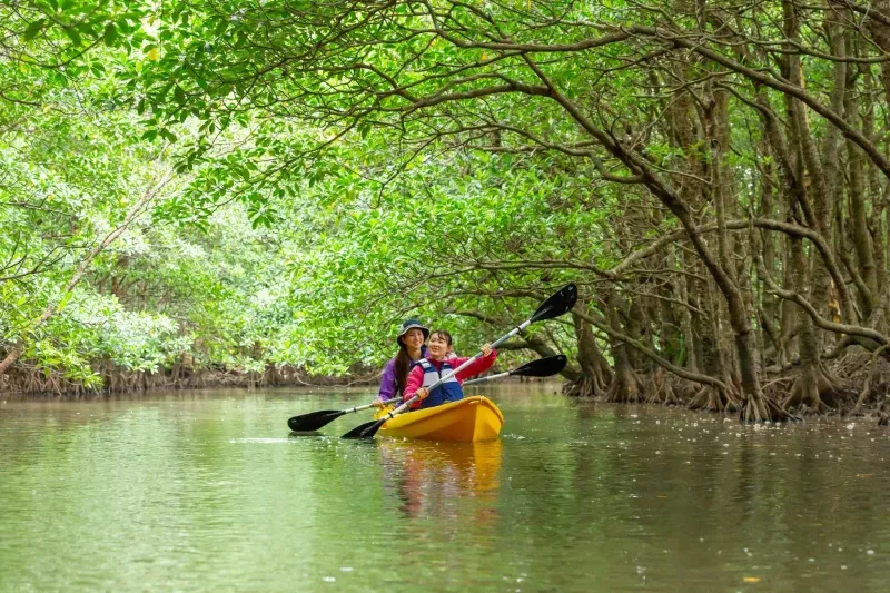 Chèo thuyền Kayak trong rừng ngập mặn