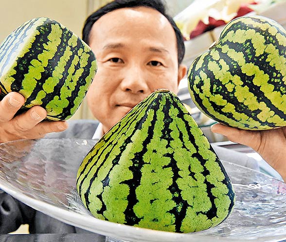 Dưa Hấu Nhật Bản: Trái Cây Quà Tặng Đắt Đỏ Nhất Thế Giới